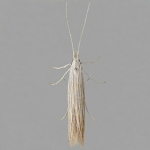 Image of Spikenard Case-bearer - Coleophora conyzae*