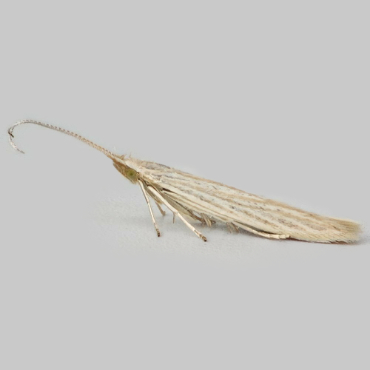 Picture of Pale Orache Case-bearer - Coleophora versurella
