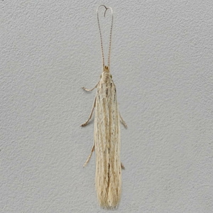 Image of Pale Orache Case-bearer - Coleophora versurella