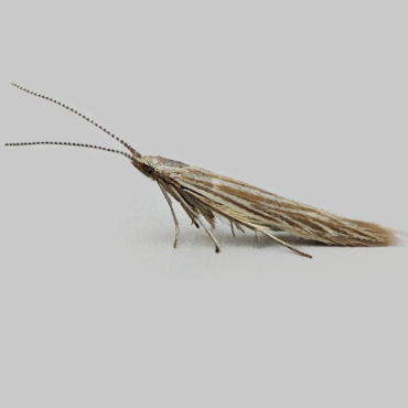 Picture of Wood-rush Case-bearer - Coleophora otidipennella*