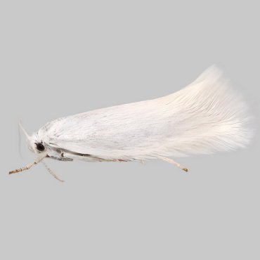 Picture of Swan-feather Dwarf - Elachista argentella