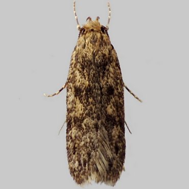 Picture of Brown House Moth - Hofmannophila pseudospretella