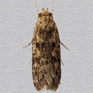 Image of Brown House-moth - Hofmannophila pseudospretella