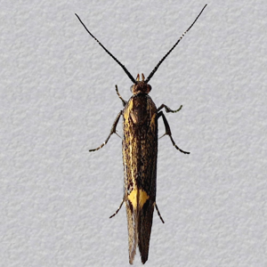 Image of Sulphur Tubic - Esperia sulphurella (Male)