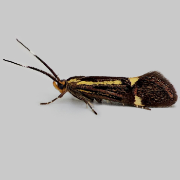 Picture of Sulphur Tubic - Esperia sulphurella (Female)