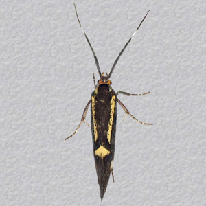 Image of Sulphur Tubic - Esperia sulphurella (Female)