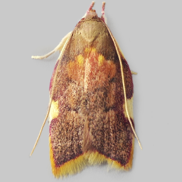 Picture of Long-horned Flat-body - Carcina quercana