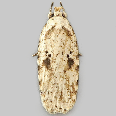 Picture of Brindled Flat-body - Agonopterix arenella
