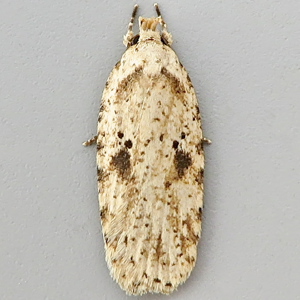 Image of Brindled Flat-body - Agonopterix arenella