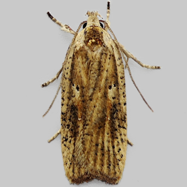 Picture of Dark-fringed Flat-body - Agonopterix nervosa