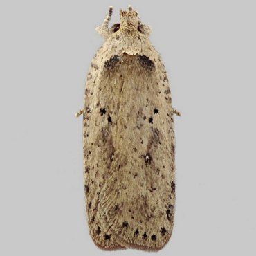 Picture of Coastal Flat-body - Agonopterix yeatiana*