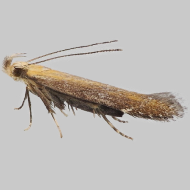 Picture of Bracken Neb - Monochroa cytisella*