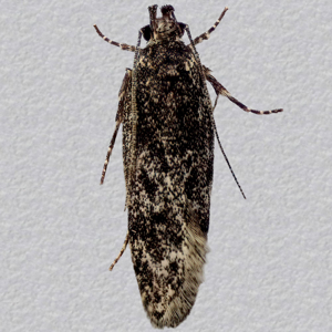 Image of Black Groundling - Gelechia nigra*