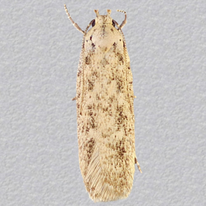 Image of Mallow Seed Moth - Platyedra subcinerea*