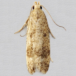 Image of Hollyhock Seed Moth - Pexicopia malvella*