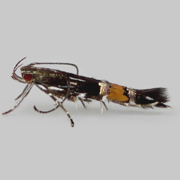 Picture of Pellitory Cosmet - Cosmopterix pulchrimella*