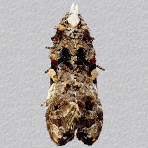 Image of Rough-winged Conch - Phtheochroa rugosana