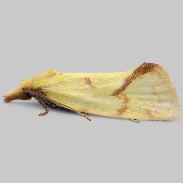 Picture of Common Yellow Conch - Agapeta hamana