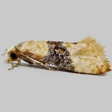 Picture of Vine Moth - Eupoecilia ambiguella*