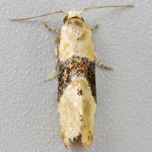 Image of Vine Moth - Eupoecilia ambiguella*