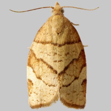 Picture of Barred Fruit-tree Tortrix - Pandemis cerasana