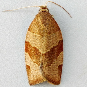 Image of White-faced Tortrix - Pandemis cinnamomeana Male)*