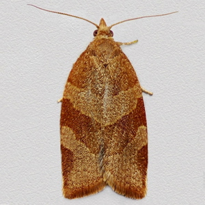 Image of White-faced Tortrix - Pandemis cinnamomeana (Female)*
