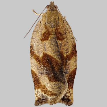 Picture of Brown Oak Tortrix - Archips crataegana*