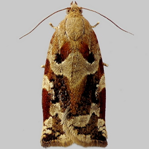 Image of Variegated Golden Tortrix - Archips xylosteana (Female)*