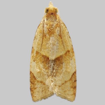 Picture of Pale Twist - Clepsis rurinana