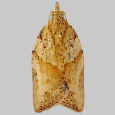 Picture of Light Brown Apple Moth - Epiphyas postvittana (Male)