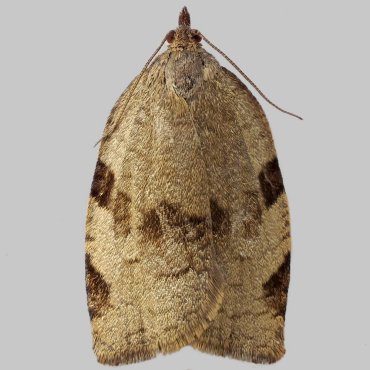 Picture of Large Ivy Tortrix - Lozotaenia forsterana