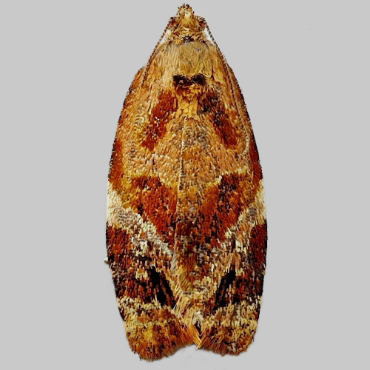 Picture of Red-barred Tortrix - Ditula angustiorana (Female)*