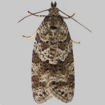 Picture of Grey Tortrix agg. - Cnephasia  agg.