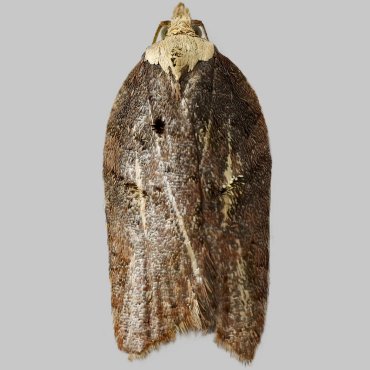 Picture of Sallow Button - Acleris hastiana*