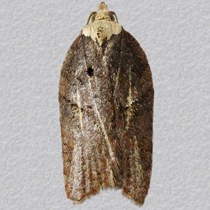 Image of Varied Tortrix - Acleris hastiana*