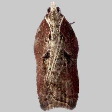 Picture of Tufted Button - Acleris cristana f.striana*