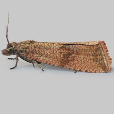 Picture of Barred Marble - Celypha striana