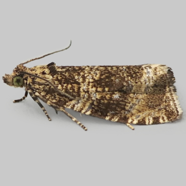 Picture of Common Marble - Celypha lacunana