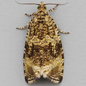 Image of Common Marble - Celypha lacunana
