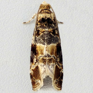 Image of Oak Marble/European Vine Moth - Lobesia reliquana/botrana