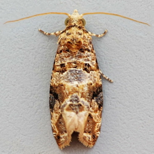 Image of European Vine Moth - Lobesia botrana