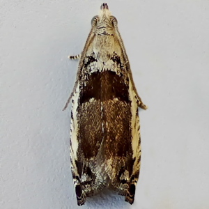 Image of Small Birch Bell - Epinotia ramella f. costana*
