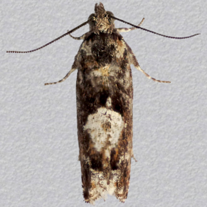 Image of Birch Tortrix - Epinotia immundana*