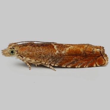 Picture of Nut-bud Moth - Epinotia tenerana*