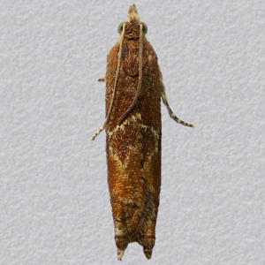 Image of Nut-bud Moth - Epinotia tenerana*
