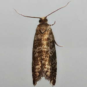 Image of Common Spruce Bell - Epinotia tedella