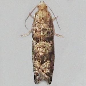 Image of Small Spruce Bell - Epinotia nanana