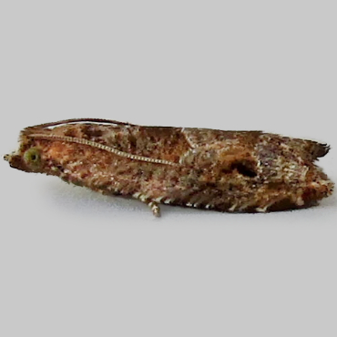 Picture of Holly Tortrix - Rhopobota naevana