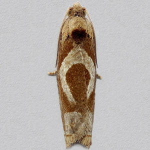 Image of White-foot Bell - Epiblema foenella*
